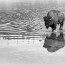 Yellowstone